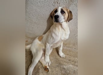 Lou, geb. ca. 11/2022, lebt in GRIECHENLAND, im städt. Tierheim Serres