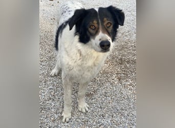 Xalia, geb. ca. 03/2018, lebt in GRIECHENLAND, im städt. Tierheim Serres