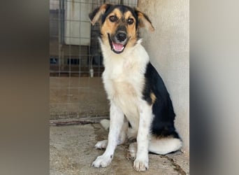 Kati, geb. ca. 03/2025, lebt in GRIECHENLAND, im städt. Tierheim Serres