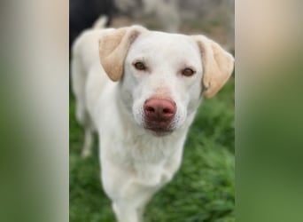 Nizza, geb. ca. 08/2022, lebt in GRIECHENLAND, im städt. Tierheim Serres