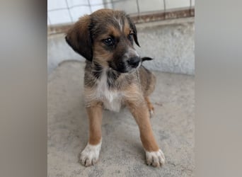 Naveen, geb. ca. 02/2026, lebt in GRIECHENLAND, im städt. Tierheim Serres