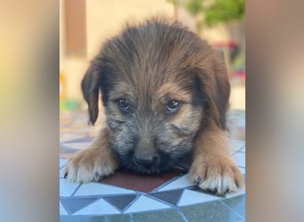 Elkoro, geb. ca. 04/2025, lebt in GRIECHENLAND, auf einer privaten Pflegestelle