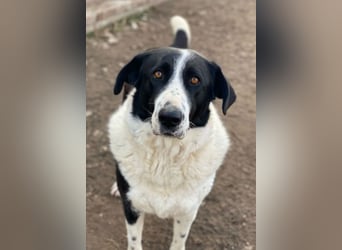 Franka, geb. ca. 06/2019, lebt in GRIECHENLAND, im städt. Tierheim Serres