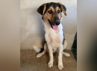 Kati, geb. ca. 03/2025, lebt in GRIECHENLAND, im städt. Tierheim Serres