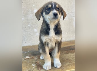 Sissy, geb. ca. 03/2026, lebt in GRIECHENLAND, auf einer privaten Pflegestelle