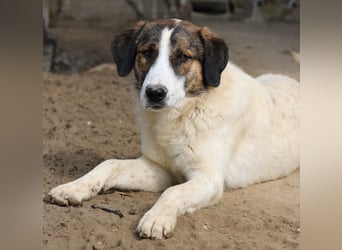 Pitt, geb. ca. 05/2021, lebt in GRIECHENLAND, im städt. Tierheim Serres