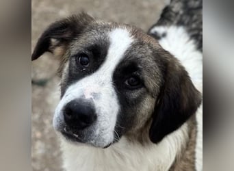 Lexya, geb. ca. 02/2025, lebt in GRIECHENLAND, im städtischen Tierheim