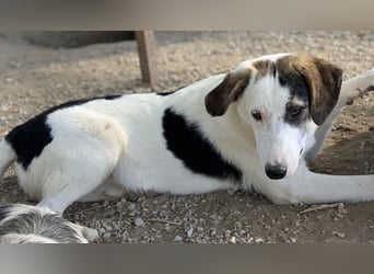  Colette, geb. ca. 02/2022, lebt in GRIECHENLAND, im städt. Tierheim Serres