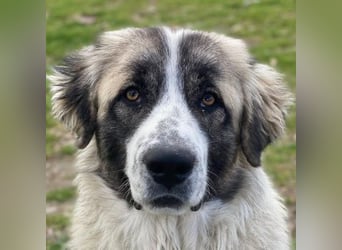 Chef, geb. ca. 07/2025, lebt in GRIECHENLAND, im städt. Tierheim Serres