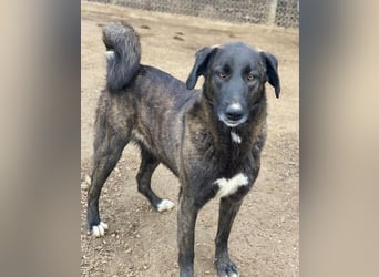 Niabi, geb. ca. 05/2023, lebt in GRIECHENLAND, im städt. Tierheim Serres