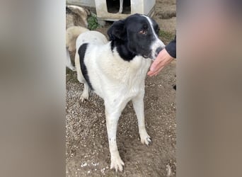 Kastor, geb. 01/2019, lebt in GRIECHENLAND, im städt. Tierheim Serres