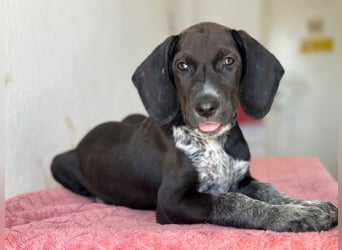Kiki, geb. ca. 06/2026, lebt in GRIECHENLAND, im städt. Tierheim Serres