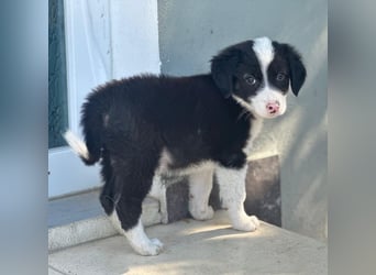 Tinkerbelle, geb. ca. 06/2026, lebt in GRIECHENLAND, im städt. Tierheim Serres
