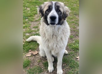 Chef, geb. ca. 07/2025, lebt in GRIECHENLAND, im städt. Tierheim Serres