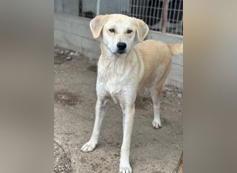 Shaggy, geb. ca. 04/2025, lebt in GRIECHENLAND, im städt. Tierheim Serres