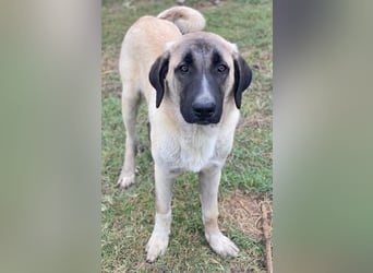 Twixx, geb. ca. 03/2025, lebt in GRIECHENLAND, im städt. Tierheim Serres