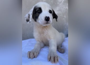 Alain, geb. ca. 06/2023, lebt in GRIECHENLAND, im städt. Tierheim Serres