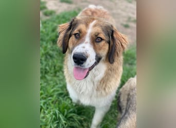 Barkley, geb. ca. 10/2024, lebt in GRIECHENLAND, auf einer privaten Pflegestelle