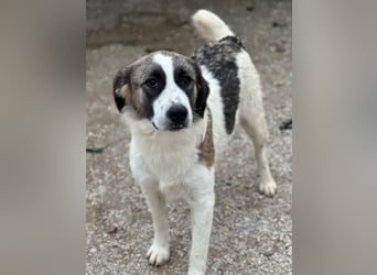 Lexya, geb. ca. 02/2025, lebt in GRIECHENLAND, im städtischen Tierheim