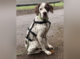  Acira, geb. ca. 04/2023, lebt auf einer Pflegestelle in 67735 Mehlbach