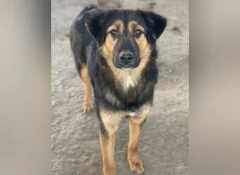 Glinda, geb. ca. 07/2025, lebt in GRIECHENLAND, im städt. Tierheim Serres