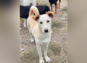 Kalena, geb. ca. 01/2025, lebt in GRIECHENLAND, im städt. Tierheim Serres