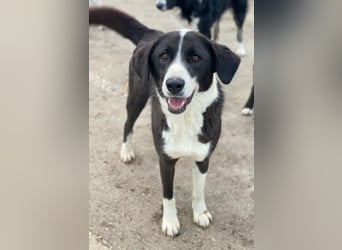 Arielle, geb. ca. 01/2023, lebt in GRIECHENLAND, im städt. Tierheim Serres