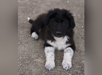 Baron, geb. ca. 12/2023, lebt in GRIECHENLAND, auf einem Gelände, Hunde werden notdürftig versorgt