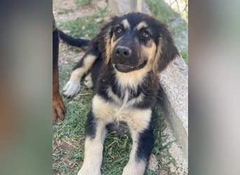 Quana, geb. ca. 02/2025, lebt in GRIECHENLAND, auf einer privaten Pflegestelle