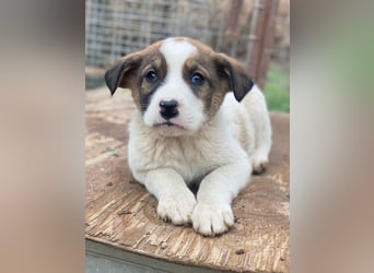 Tonno, geb. ca. 11/2025, lebt in GRIECHENLAND, auf einer privaten Pflegestelle