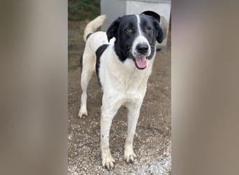 Kastor, geb. 01/2019, lebt in GRIECHENLAND, im städt. Tierheim Serres