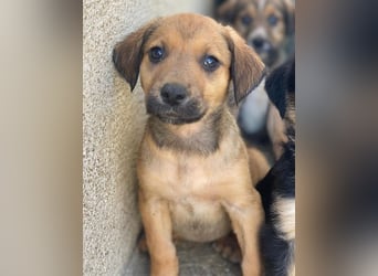 Tiana, geb. ca. 02/2026, lebt in GRIECHENLAND, im städt. Tierheim Serres