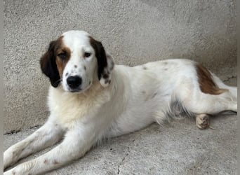 Fidi, geb. ca. 08/2025, lebt in GRIECHENLAND, im städt. Tierheim Serres