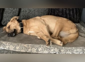 Fanta, geb. ca. 05/2017, lebt bei einer Familie in 48317 Drensteinfurt, Vermittlungshilfe