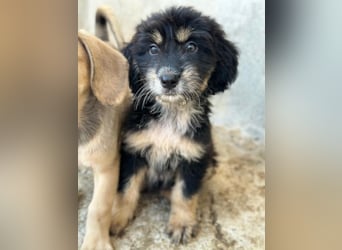 Ginger, geb. ca. 05/2026, lebt in GRIECHENLAND, im städt. Tierheim Serres