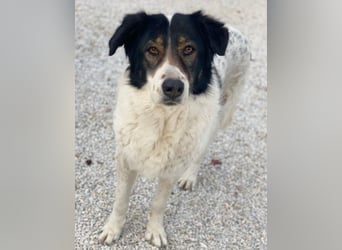 Xalia, geb. ca. 03/2018, lebt in GRIECHENLAND, im städt. Tierheim Serres