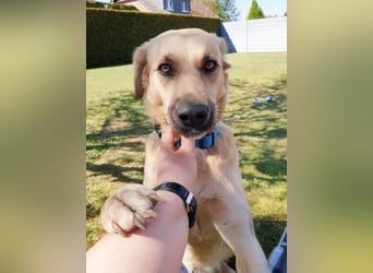 Fanta, geb. ca. 05/2017, lebt bei einer Familie in 48317 Drensteinfurt, Vermittlungshilfe