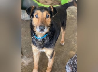 Tizian, geb. ca. 04/2022, lebt in GRIECHENLAND, auf einer privaten Pflegestelle