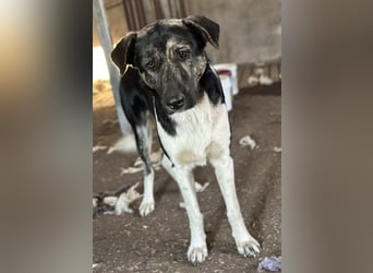 Kaiser, geb. ca. 12/2023, lebt in GRIECHENLAND, auf einem Gelände, Hunde werden notdürftig versorgt