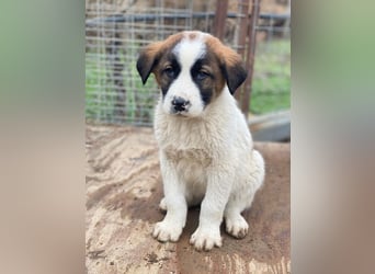 Diavolo, geb. ca. 11/2025, lebt in GRIECHENLAND, auf einer privaten Pflegestelle