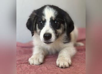 Colada, geb. ca. 05/2026, lebt in GRIECHENLAND, im städt. Tierheim Serres