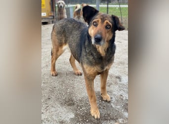 Violetta, geb. ca. 09/2018, lebt in GRIECHENLAND, im städt. Tierheim Serres