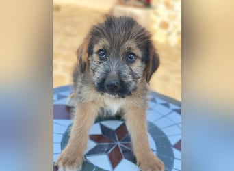 Elkoro, geb. ca. 04/2025, lebt in GRIECHENLAND, auf einer privaten Pflegestelle