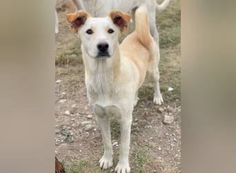 Kalena, geb. ca. 01/2025, lebt in GRIECHENLAND, im städt. Tierheim Serres