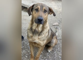 Novo, geb. ca. 04/2023, lebt in GRIECHENLAND, im städt. Tierheim Serres