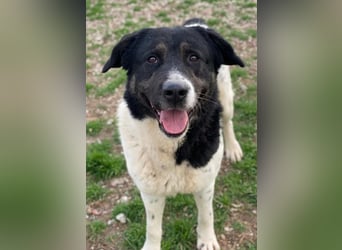 Thanio, geb. ca. 06/2020, lebt in GRIECHENLAND, im städt. Tierheim Serres