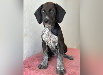 Kiki, geb. ca. 06/2026, lebt in GRIECHENLAND, im städt. Tierheim Serres