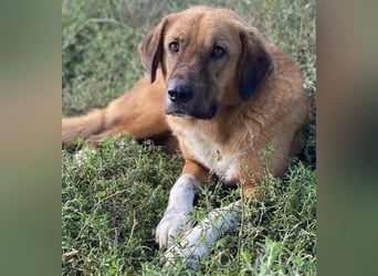 Maletto, geb. ca. 09/2018, lebt in GRIECHENLAND, im städt. Tierheim Serres
