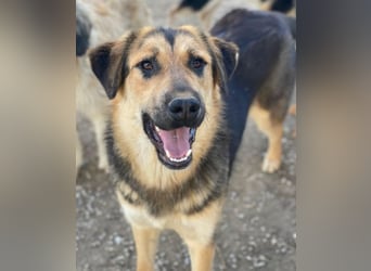 Elphaba, geb. ca. 07/2025, lebt in GRIECHENLAND, im städt. Tierheim Serres