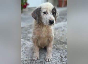 Jari, geb. ca. 05/2026, lebt in GRIECHENLAND, im städt. Tierheim Serres